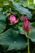 四探云溪拍盆莲-2