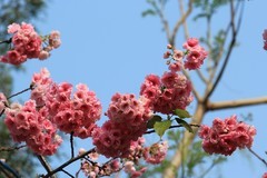 拍摄花卉一（1135）
