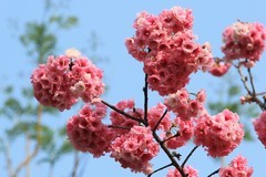 拍摄花卉一（1135）