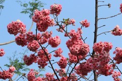 拍摄花卉一（1135）