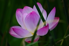 荷花盛开季（二）