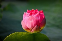荷花盛开季（二）
