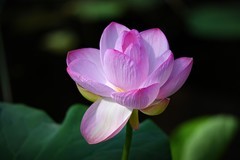 荷花盛开季（二）