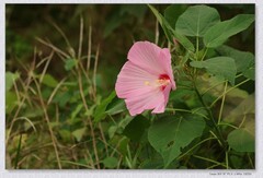 芙蓉葵花【丙午年-226】