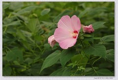 芙蓉葵花【丙午年-225】