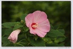 芙蓉葵花【丙午年-225】