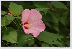 芙蓉葵花【丙午年-225】