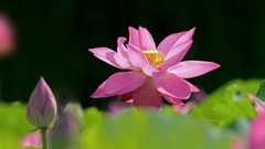 荷 花
