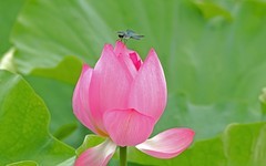 荷 花