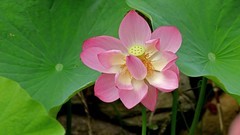 荷 花