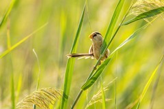 震旦鸦雀（七）