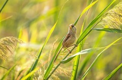 震旦鸦雀（七）