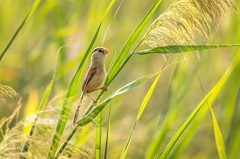 震旦鸦雀（七）