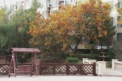 滨城游拍——小区秋色