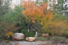 滨城游拍——小区秋色