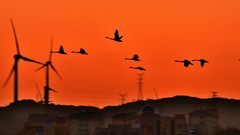 【视觉光影】美 丽 的 大 天 鹅 （6）