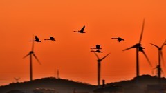 【视觉光影】美 丽 的 大 天 鹅 （6）