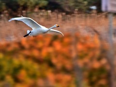 【视觉光影】美 丽 的 大 天 鹅 （6）