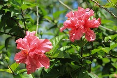 拍摄花卉一（843）