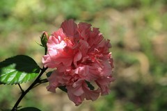 拍摄花卉一（843）