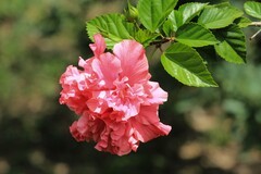 拍摄花卉一（843）