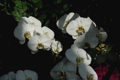 植物园蝴蝶兰四