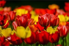 2026年第0247贴 - 中山公园郁金香（0414）