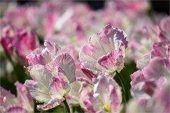 2026年第0247贴 - 中山公园郁金香（0414）