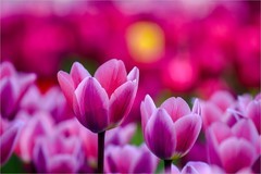 2026年第0247贴 - 中山公园郁金香（0414）