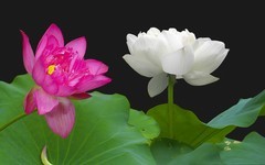 [26209] 江北休闲绿地的荷花（8）