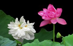 [26209] 江北休闲绿地的荷花（8）