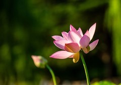 裕西公园荷花正盛开