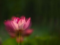 裕西公园荷花正盛开