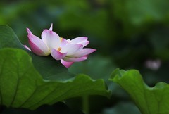 荷花 (18)