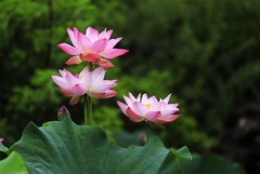 荷花 (18)