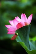 荷花 (18)