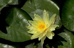 《睡莲花26》