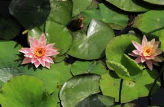 《睡莲花26》