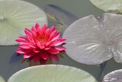 《睡莲花26》