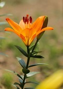 百合花