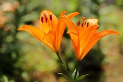 百合花