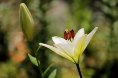 百合花