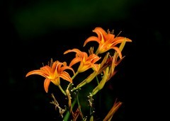 萱草花（4）