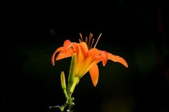 萱草花（4）