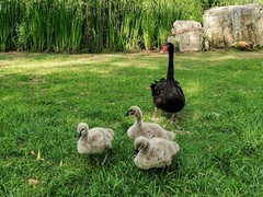黑天鹅育雏（42）