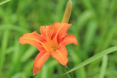 拍摄花卉一（1266）