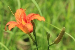 拍摄花卉一（1266）