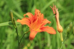 拍摄花卉一（1266）