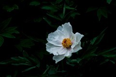 忆春花——牡丹