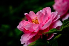 忆春花——牡丹